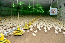 монтаж птичников в Пятигорске